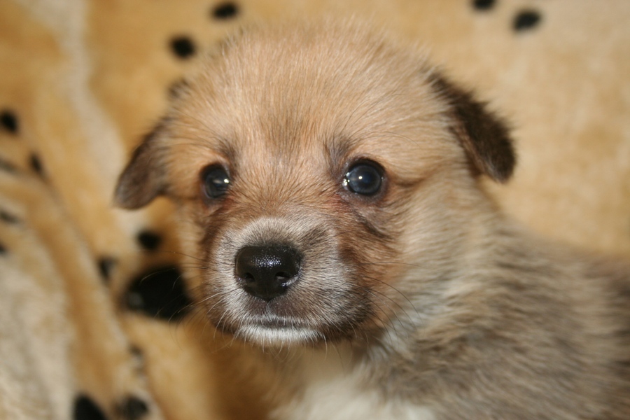 Puppies